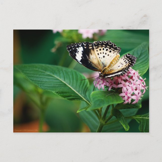 Carte postale Little Leopard Wings (Devant)