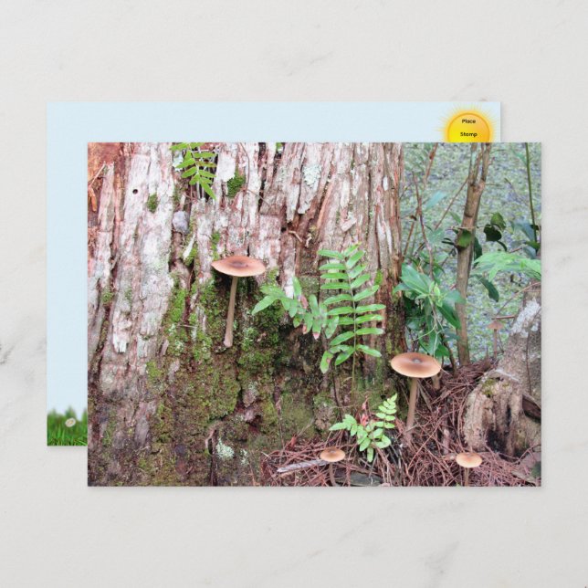 Carte postale Little Musrooms (Devant / Derrière)