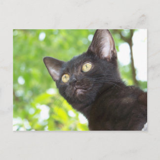 Carte Postale Little Nitt à la recherche