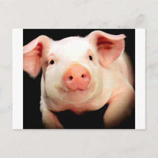 Carte Postale Little Piggy