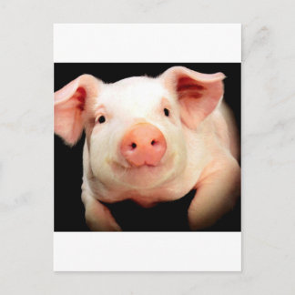 Carte Postale Little Piggy