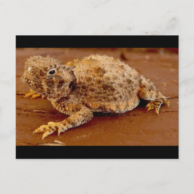 Carte Postale Little Squirt... crapaud à cornes... (Devant)