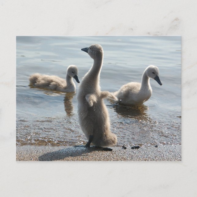 Carte postale Little Swans (Devant)