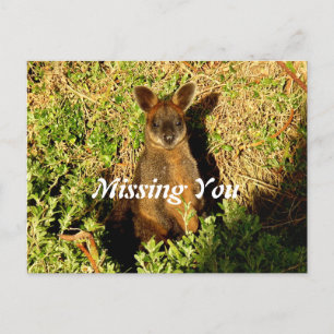 Carte Postale Little Wallaby