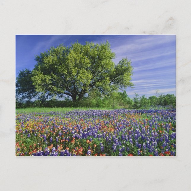 Carte Postale Live Oak & Texas Paintbrush et Texas (Devant)