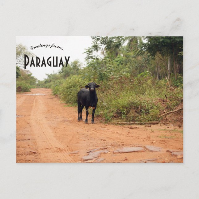Carte Postale Livestock on a Road in Paraguay (Devant)