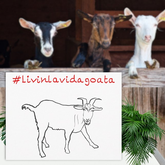 Carte Postale Livin La Vida Goata Drôle Quirky Cute Dessin De Ch (Livin la Vida goata funny goat drawing and quote greetings postcard )