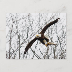 Carte Postale Livraison de repas d'aigle chauve