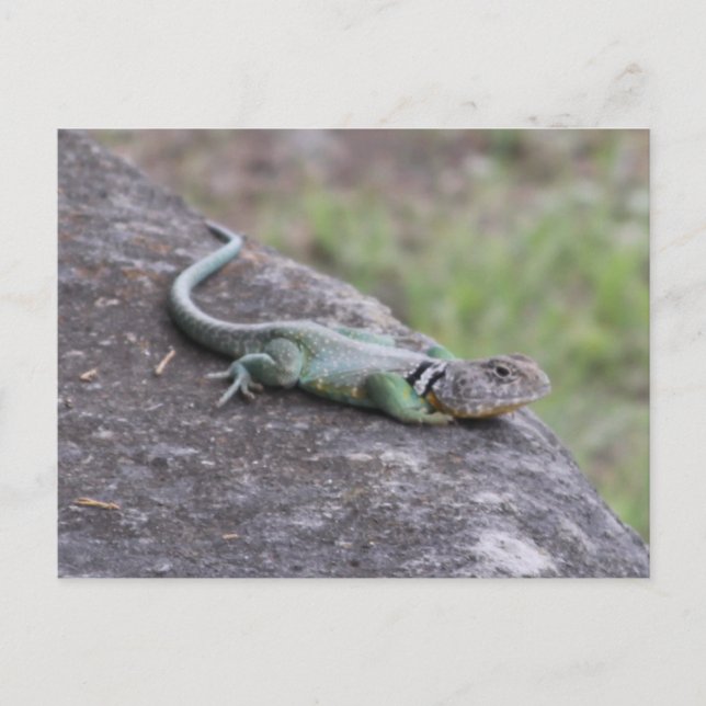 Carte Postale Lizard (Devant)