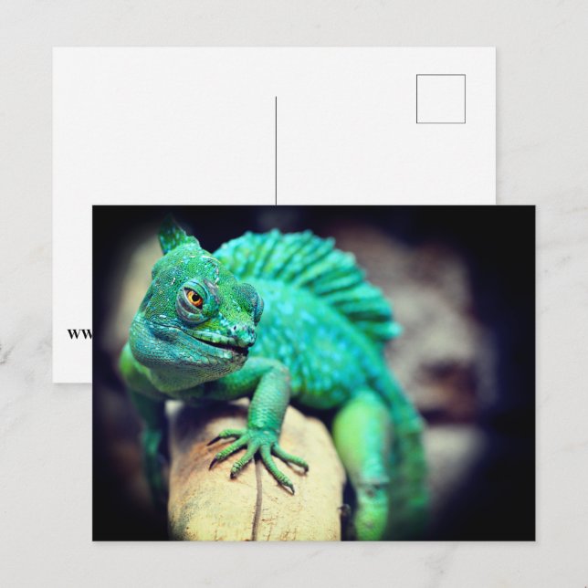 Carte Postale Lizard (Devant / Derrière)