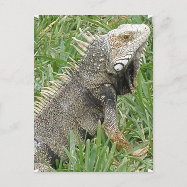 Carte postale Lizard (Devant)