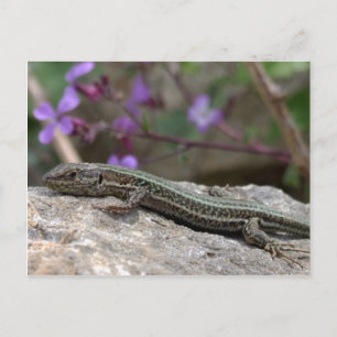 Carte postale Lizard