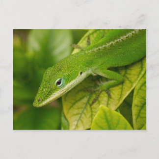 Carte postale Lizard 01