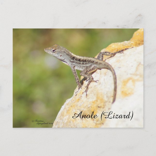 Carte postale Lizard à anolle mou (Devant)