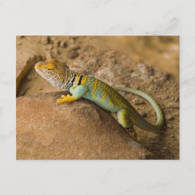 Carte Postale Lizard à collier (Devant)