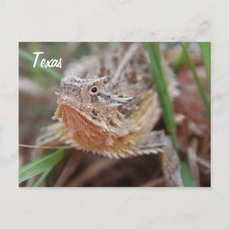 Carte Postale Lizard à cornes, Texas