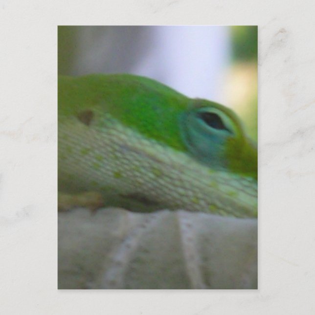 Carte Postale Lizard d'Anole Verte (Devant)
