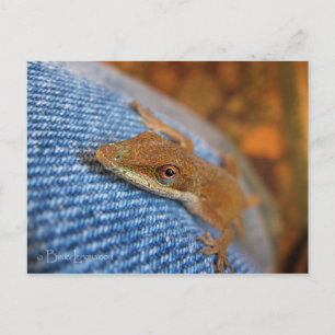 Carte Postale Lizard d'Anole Verte