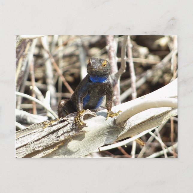 Carte Postale Lizard de clôture du grand bassin à Joshua Tree (Devant)