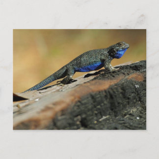 Carte Postale Lizard de ventre bleu