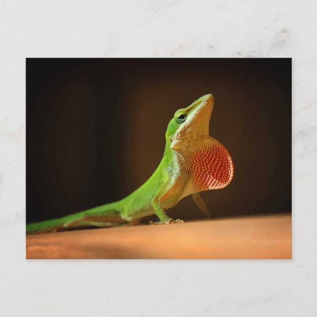 Carte Postale Lizard d'oignon vert avec Thraot rouge (Devant)
