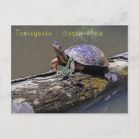 Lizard et tortue des rivières à Tortuguero - Costa