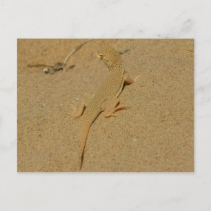 Carte Postale Lizard frange mojave