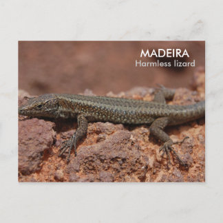 Carte Postale Lizard, Madère