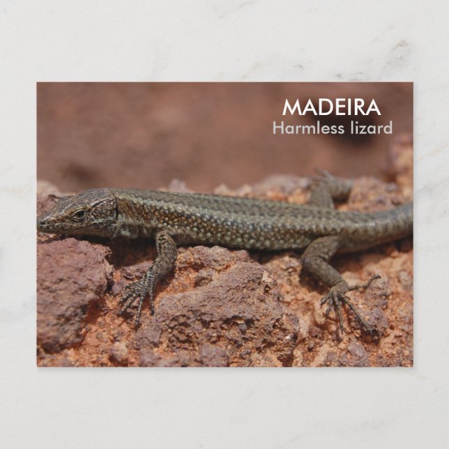 Carte Postale Lizard, Madère (Devant)