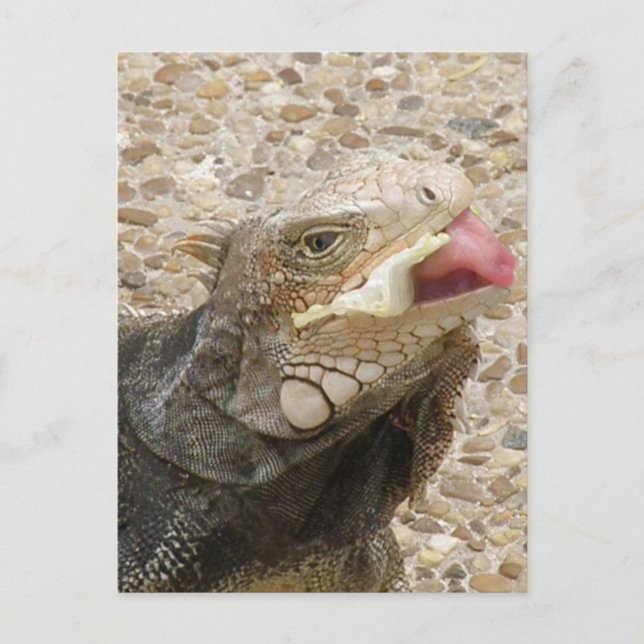 Carte postale Lizard Tongue (Devant)