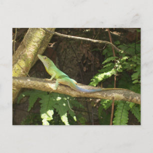 Carte Postale Lizard vert jamaïcain