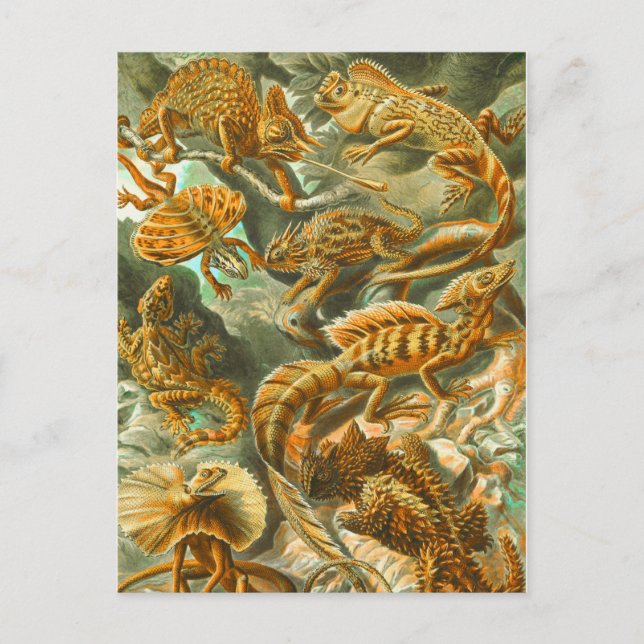 Carte Postale Lizards (Devant)