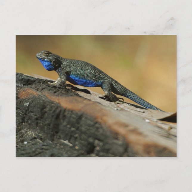 Carte Postale Lizards Bleu Ventre (Devant)