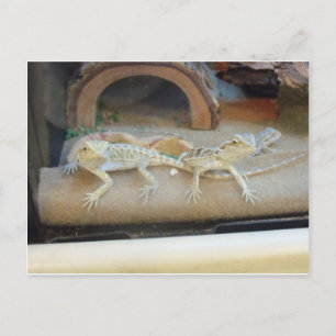 Carte Postale Lizards de magasin pour animaux