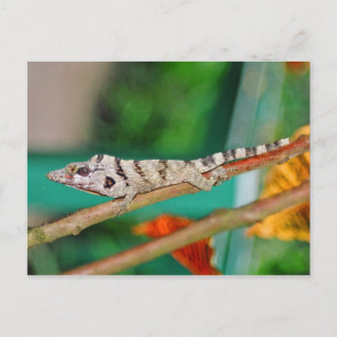 Carte Postale Lizzard