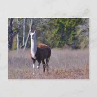 Carte Postale Llama