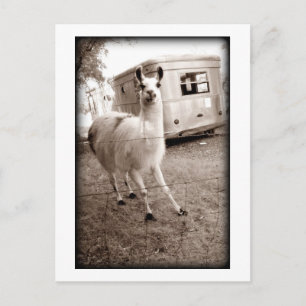 Carte Postale Llama