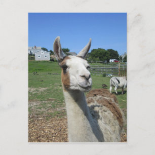 Carte Postale Llama