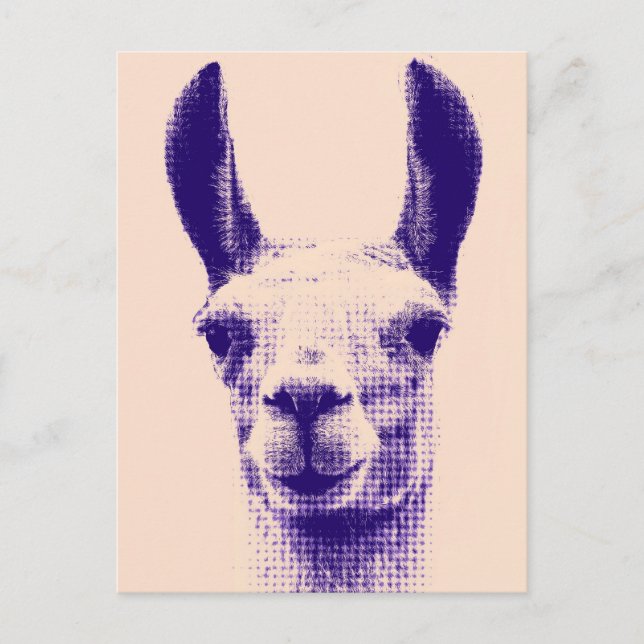 Carte postale Llama (Devant)