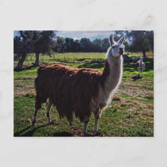 Carte Postale Llama (Devant)