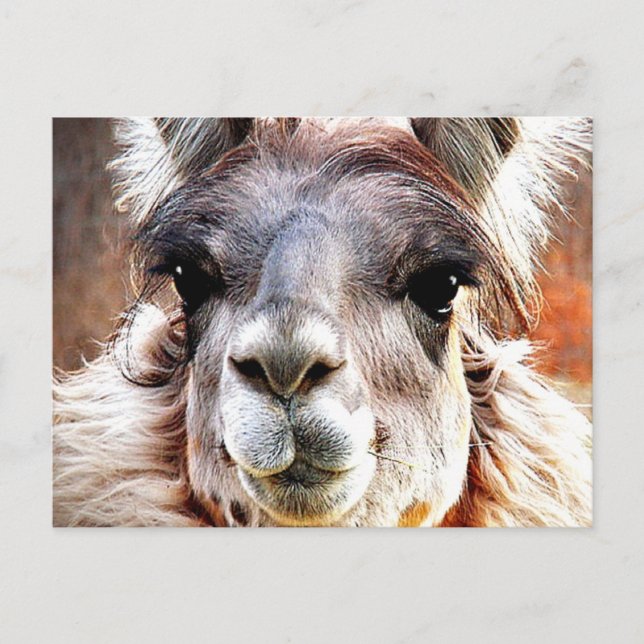 Carte Postale Llama (Devant)
