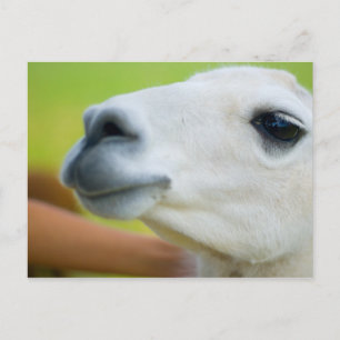 Carte Postale Llama blanche