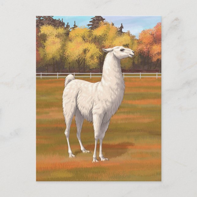 Carte Postale Llama blanche dans les pâturages agricoles d'autom (Devant)