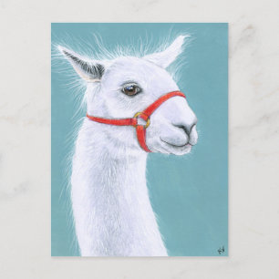 Carte postale Llama blanche souriante