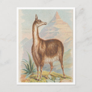 Carte Postale Llama dans les montagnes œuvre d'art vintage
