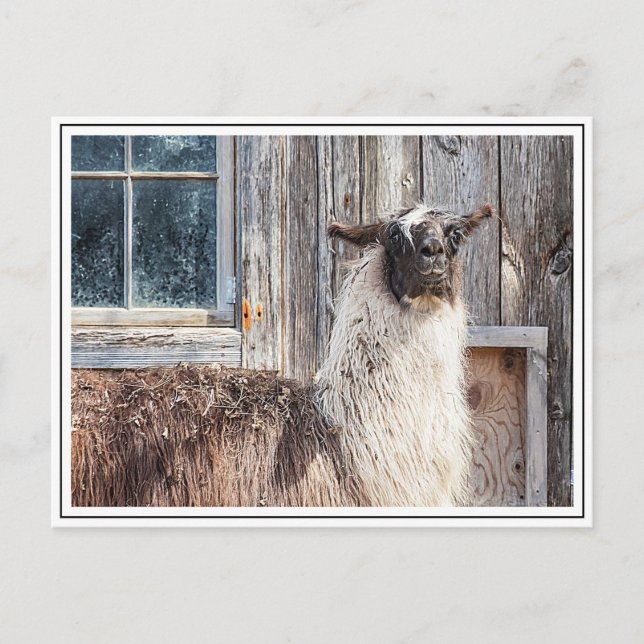 Carte Postale Llama devant une grange (Devant)
