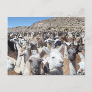 Carte Postale Llama Disco