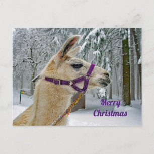 Carte Postale Llama Photo Neige Noël
