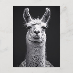 Carte Postale Llama Portrait noir et blanc
