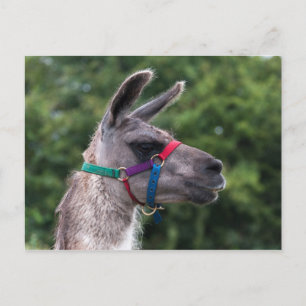 Carte Postale Llama supériorité